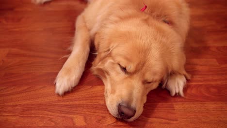 perro golden retriever durmiendo en suelo laminado