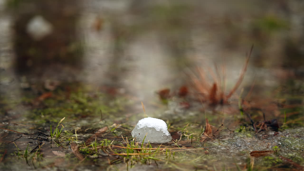 Pine needles and leaves partially submerged in shallow water with soft reflections