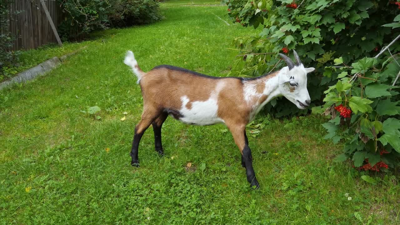 웃긴 염소가 초록색 잎을 먹는다. 양의 머리는 농장에서