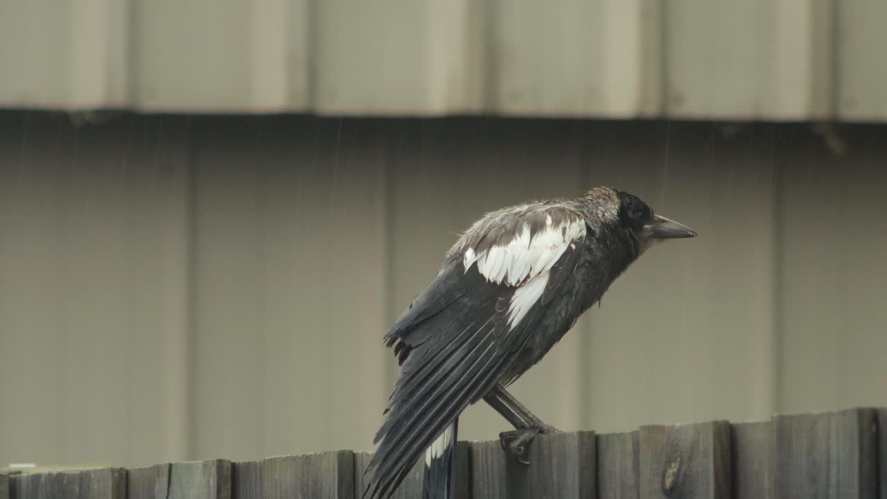 은 어린 오스트레일리아 마그피는 울타리에 앉아서 비가 내리는 오스트레일리아 지프스랜드 빅토리아 마프라