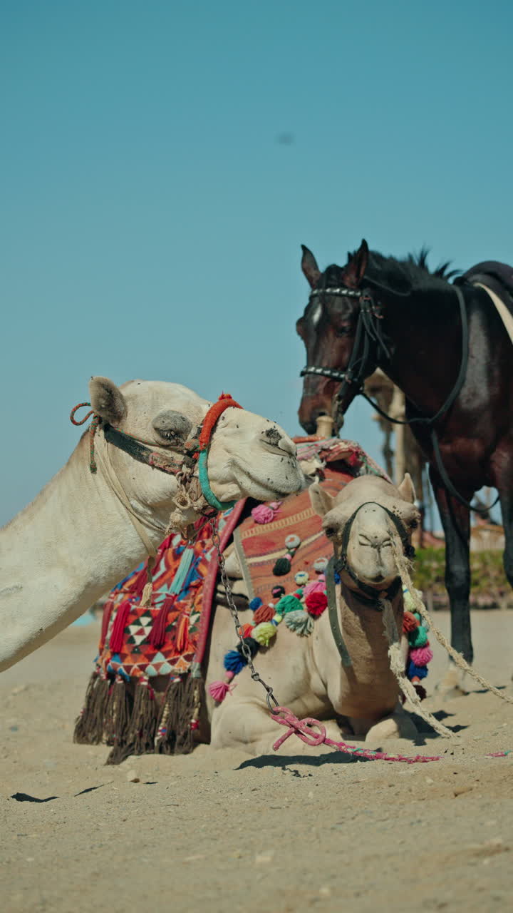 Camels and Horse in the Desert