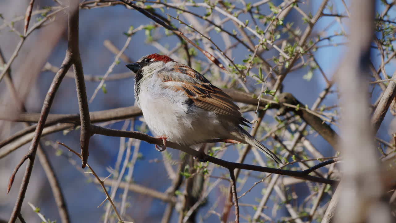 primer plano de un gorrión de casa posado en una ramita con el cielo azul en el fondo