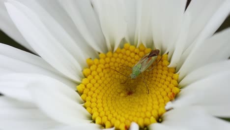 a capsid bug on a daisy flower in a hedgerow. summer. uk