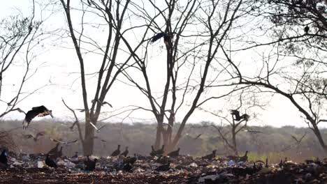 Buitres-Y-Caracaras-Alimentándose-De-Basura-Y-Volando-A-60-Fps-En-El-área-Del-Basurero,-Tiro-Abierto