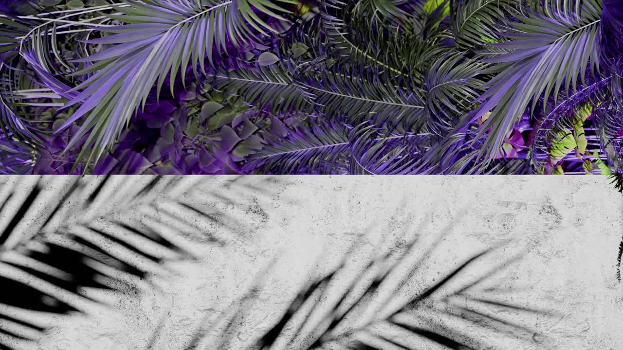 A Shadow of tropical palm leaves on white concrete wall with purple jungle foliage frame. Nature inspired template background. Summer vacation and exotic botanical concept. Design for banner. vertical