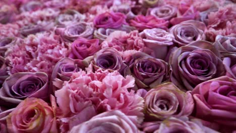 rosas naturales de fondo en primer plano