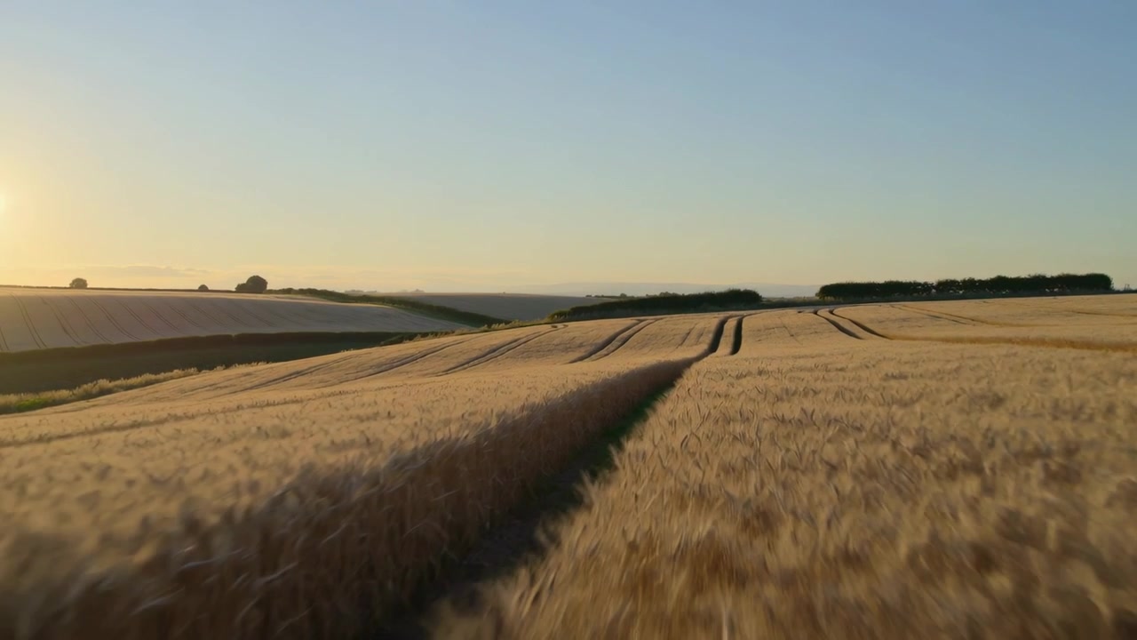 Inquadratura che inizia con la telecamera che scivola in avanti attraverso un campo di grano maturo, rivelando tracce di trattore e il sole basso.
