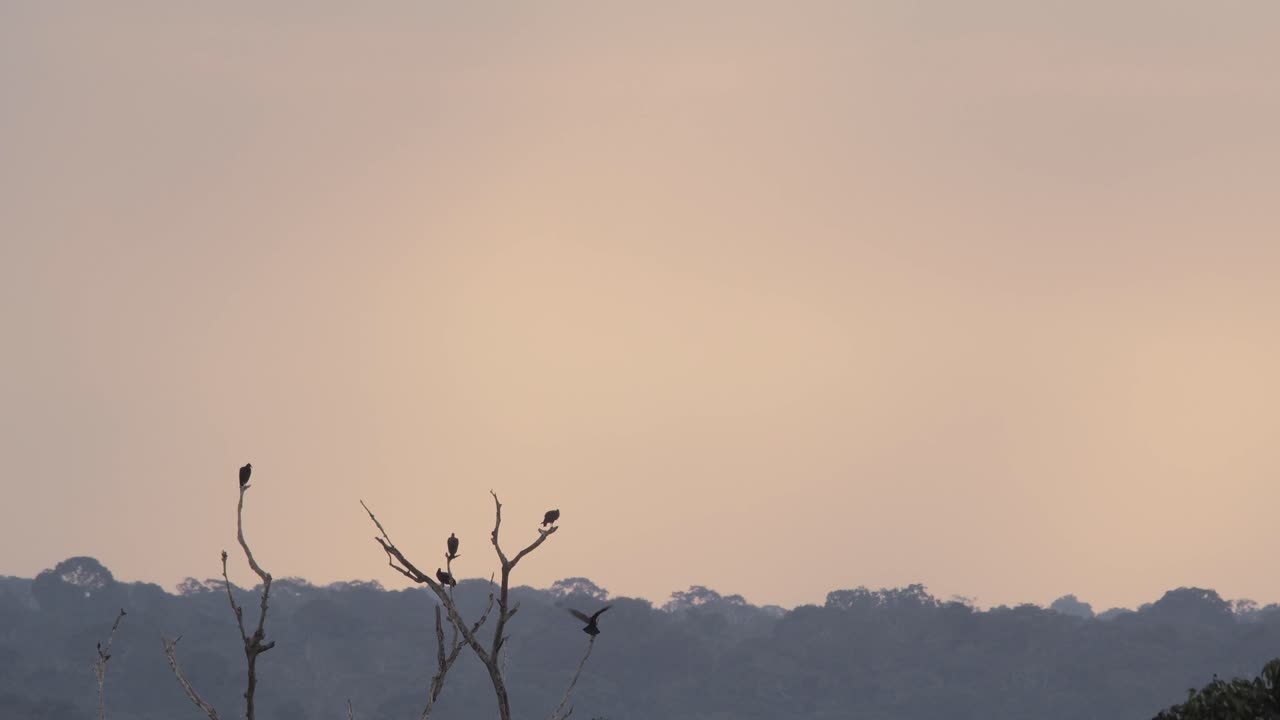 열대 우림에서 일몰 동안 죽은 나무 가지 위에 자리 잡은 새들이 멀리서 보입니다.