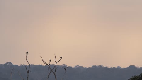 birds are seen in the distance perched on top of dead tree branches during sunset in tropical rainforest