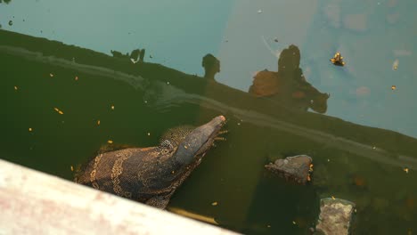 lagarto monitor en el parque lumpini de bangkok nadando en el agua