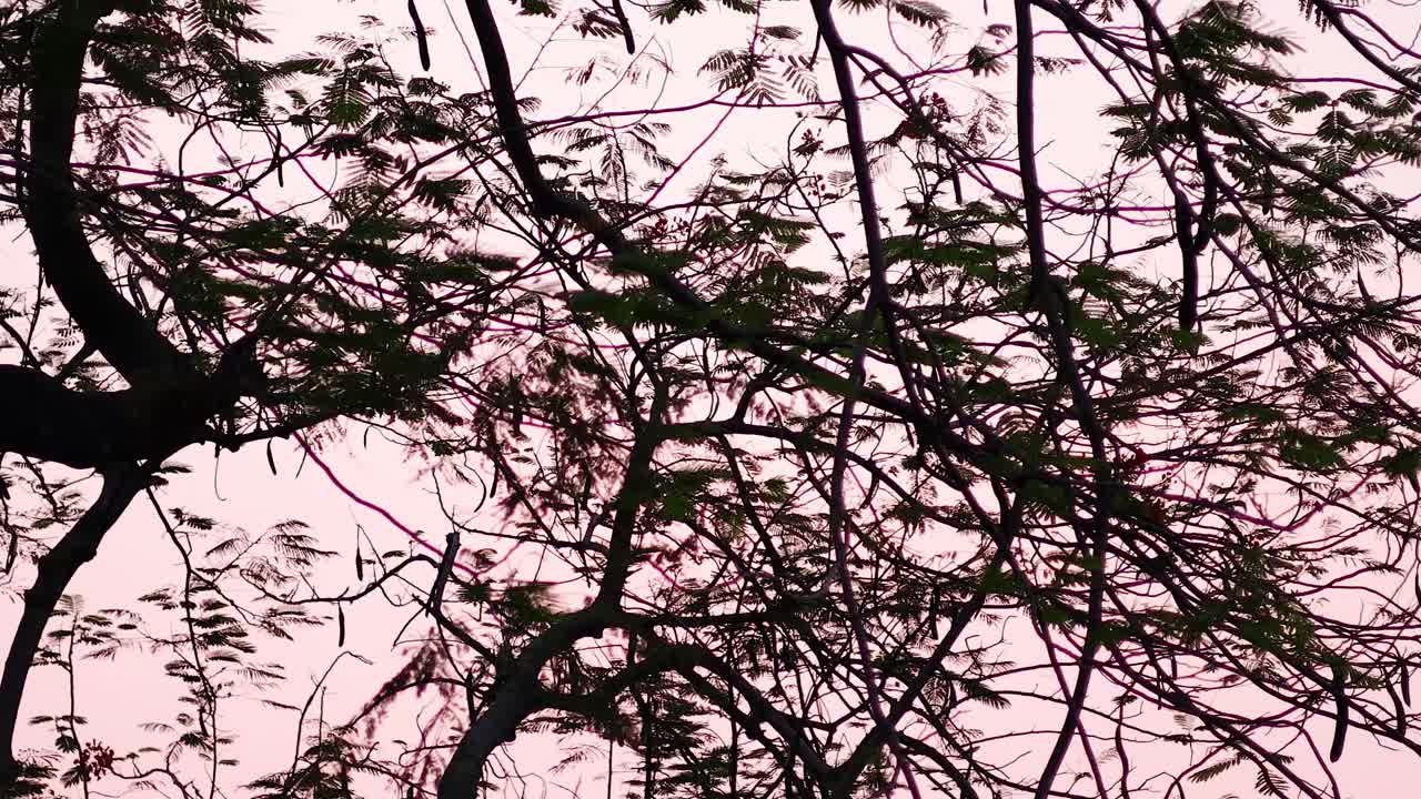 el lapso de tiempo de las siluetas de los árboles durante la puesta del sol