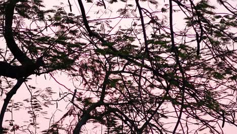 time-lapse of tree silhouettes during sunset