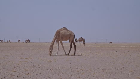 Eine-Kamelkarawane,-Die-In-Der-Wüste-Weidet.-Eine-Kamelherde,-Die-Gras-Frisst-Und-Sich-In-Der-Wüste-Bewegt