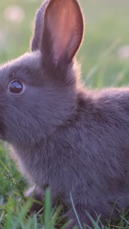 a small black rabbit is sitting in the green grass on a sunny day, the bunny is black. 4k video