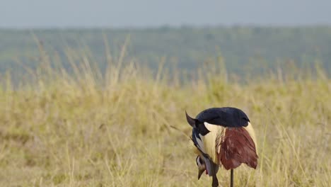 Graukronenkraniche-Wandern-Und-Fressen-Auf-Den-Gräsern-Der-Trockenen-Savannensavanne-Beim-Weiden-Im-Masai-Mara-Nationalreservat,-Kenia,-Afrika.-Safaritiere-Im-Naturschutzgebiet-Masai-Mara-Nord