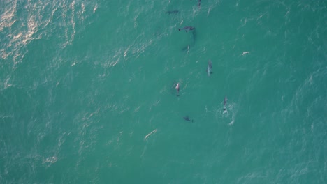 gaviota vuela sobre el mar de tasmania con una manada de delfines nariz de botella nadando