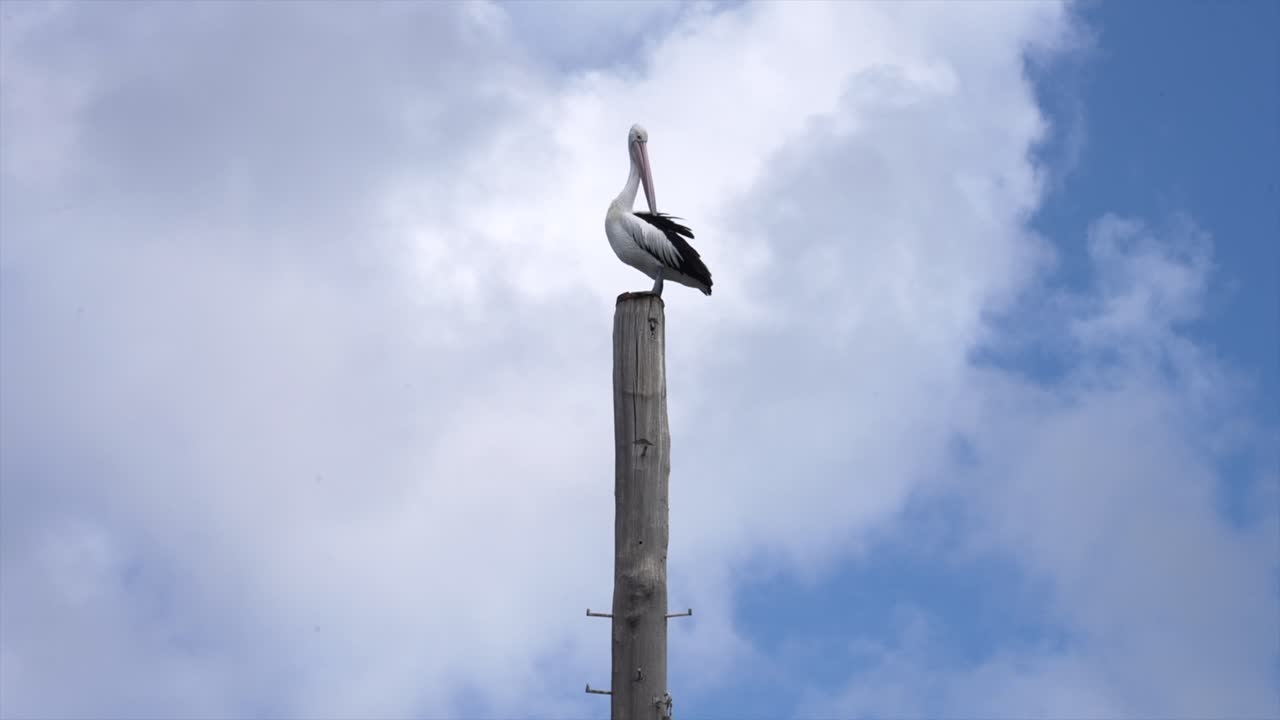 Pellicano appollaiato su un palo contro un cielo nuvoloso, Woy Woy, Nuovo Galles del Sud, Australia