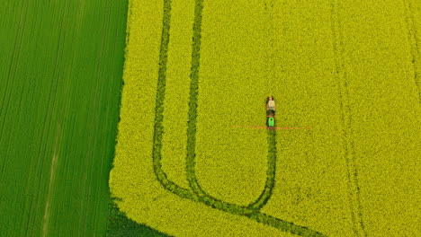 farmer operating tractor and spraying chemicals on rapeseed field with yellow flowers in lubawa, poland