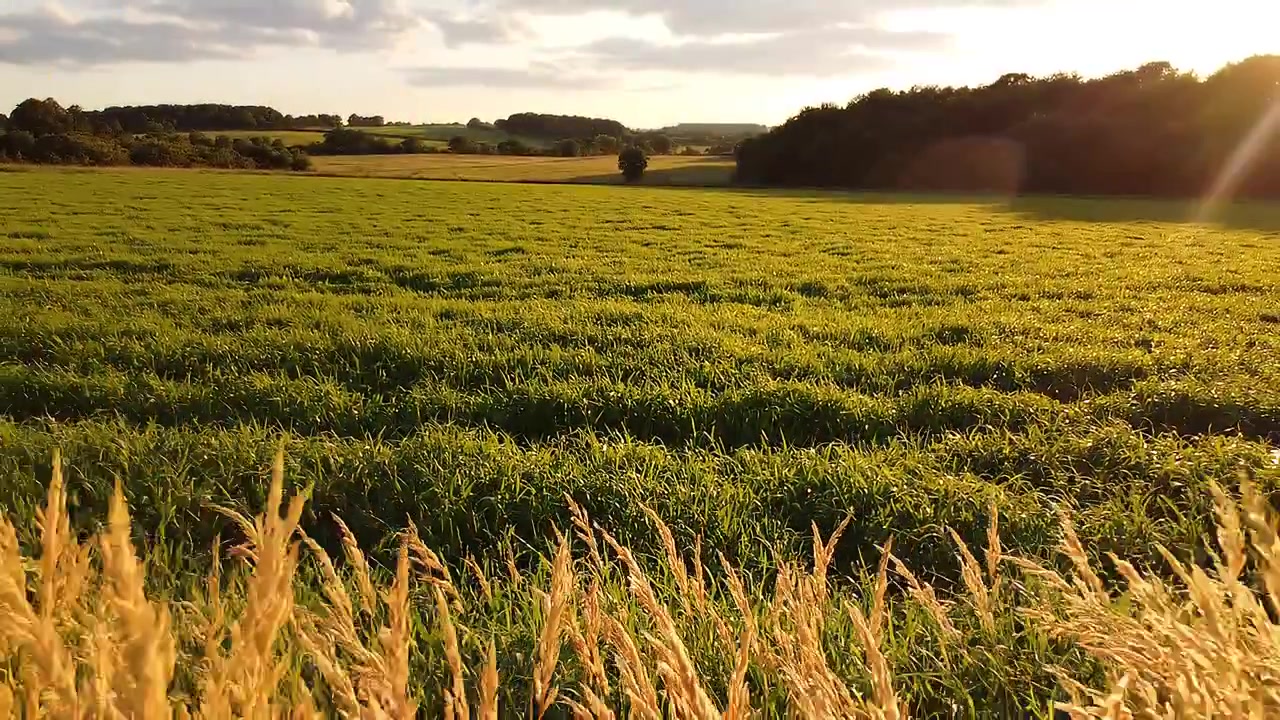 Brins d'herbe dorés dans un champ vert au coucher du soleil