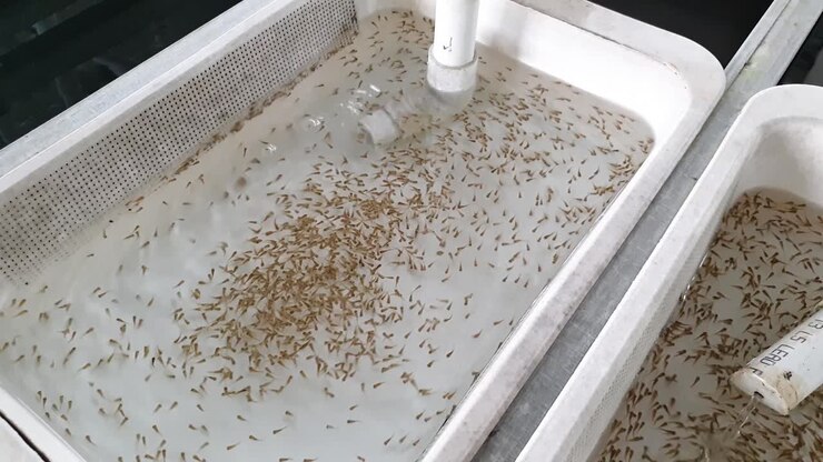 Aquaculture centre, recently hatched tiny tilapia fish fry in an incubator tank setup at a fish farming hatchery