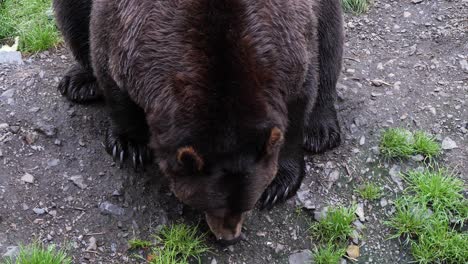 un énorme ours brun mâle de l'alaska