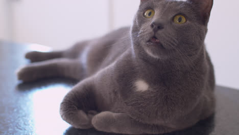 salones para gatos en el mostrador de la cocina 03