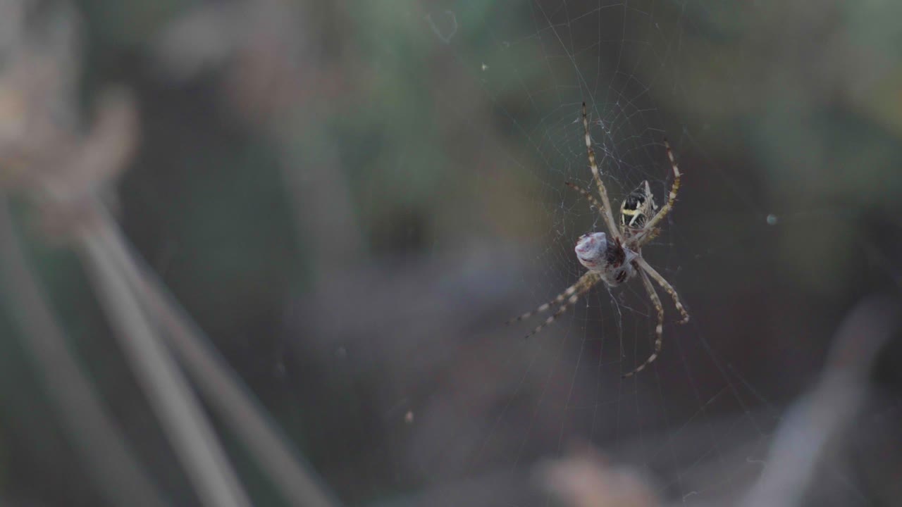 먹이와 웹에 앉아 실버 argiope 거미의 근접