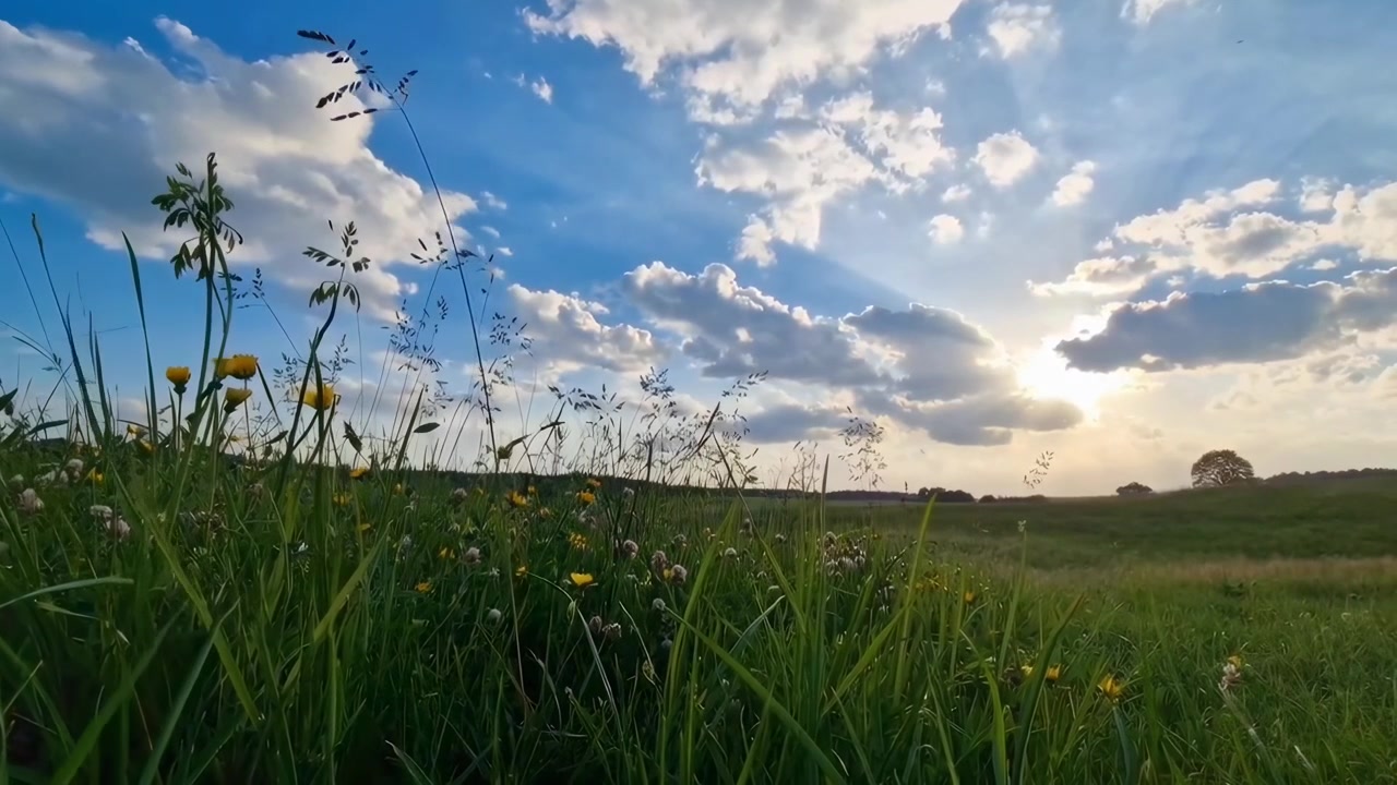 Fredfyldt grøn mark med vilde blomster og solstråler gennem skyer