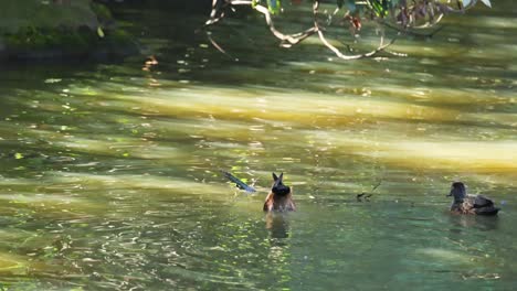 dos patos nadando e interactuando en un estanque