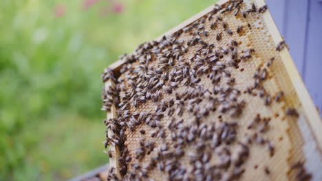 view of bees working on a frame full of honey.