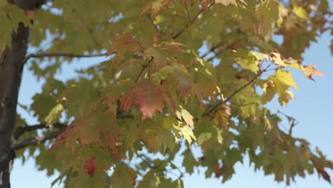 Schöne-Bunte-Herbstblätter,-Die-An-Einem-Sonnigen-Herbsttag-Im-Wind-Wehen