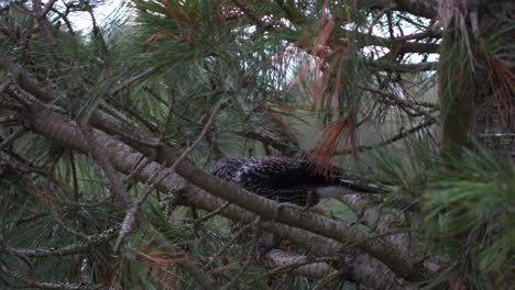 Gefleckter-Nussknackervogel-Bricht-Nuss-In-Kiefer