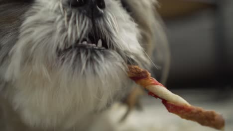 mixed breed boomer dog chewing on chew stick treat, face close up