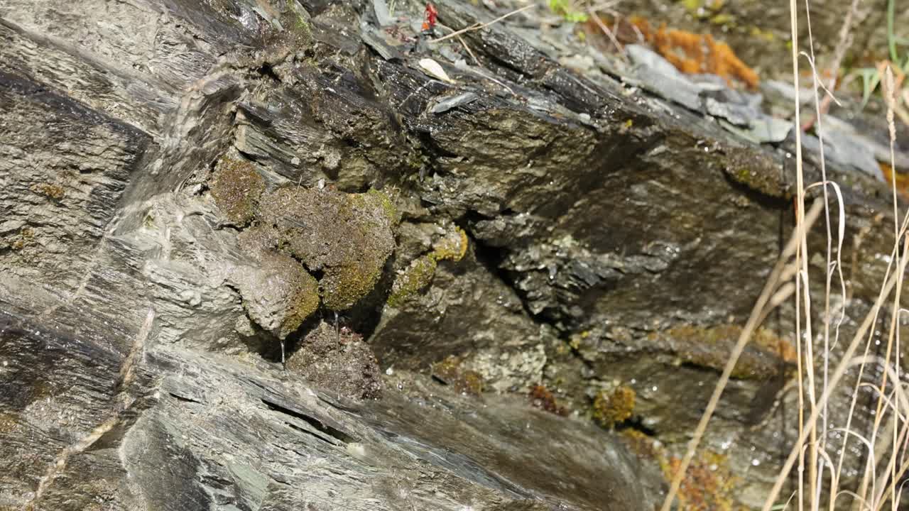 Close-up of water dripping on a mossy rock surface in natural light, showcasing texture and movement