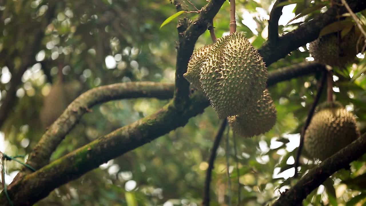Bokeh Shift Focus Footage of Durian Crops On The Durian Tree