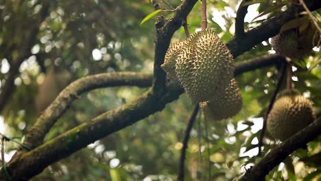 Metraje-De-Enfoque-De-Cambio-De-Bokeh-De-Cultivos-De-Durian-En-El-árbol-De-Durian