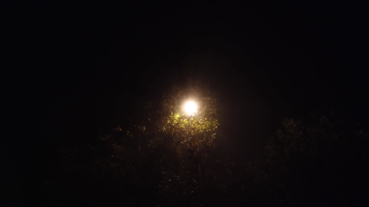una foto nocturna de una farola iluminando algunos árboles en la niebla