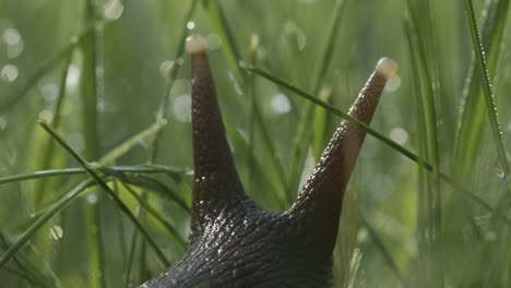 snail in grass