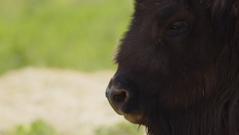 Closeup-profile-shot-of-bison-using-long-tongue-to-swat-flies-off-its-nose