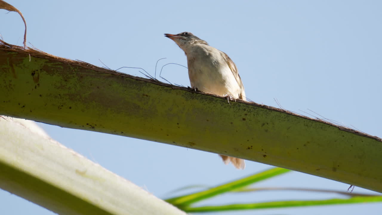 pycnonotus blanfordi pájaro bulbul de orejas rayadas en la hoja de la palmera de coco contra el cielo azul alertado sacude las alas y vuela hacia arriba