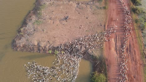 Balsa-De-Patos-Remando-De-Cultivo-Ecológico