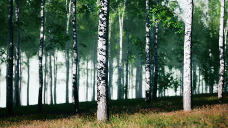 bosque de abedul