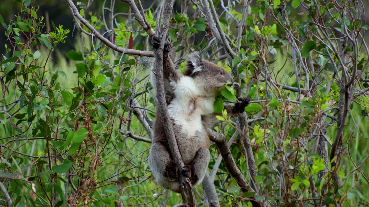 A slow-motion shot of a koala eating eucalyptus leaves, capturing the gentle movements and natural behavior of this iconic Australian marsupial.