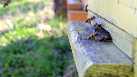 bees fly in and out from beehive in slow motion