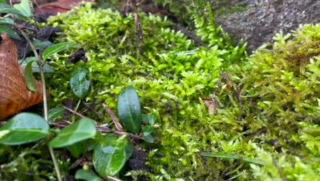 Nahaufnahme-Von-Natürlichem-Grünem-Moos-Mit-Grünen-Pflanzen,-Die-An-Regnerischen,-Nassen-Tagen-Draußen-Am-Felsen-Hängen