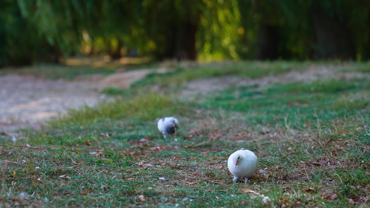 Wild birds walk by the grass looking for food. Beautiful pigeons picking bread crumbs outdoors. Blurred backdrop.