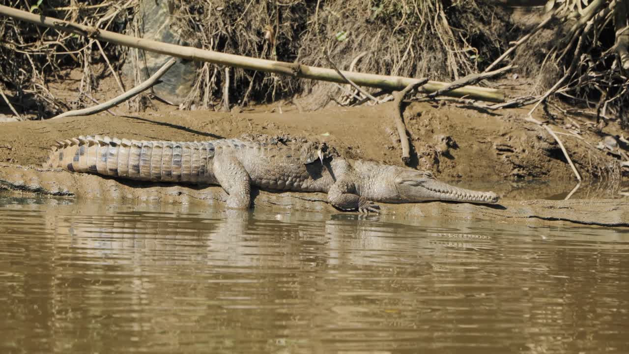 Freshwater crocodile in the Barron River near Kuranda on a sunny day, north Queensland, Australia