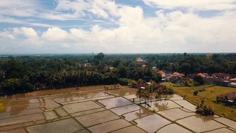 Bali,-Ubud-Primavera-2020-En-1080,-60p,-Durante-El-Día:-Largo-Vuelo-Inverso-De-Drones-Sobre-Los-Campos-De-Arroz-De-Ubud-En-Bali-En-Indonesia