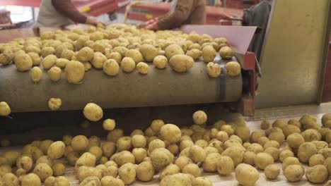 Worker-hands-sorting-potatoes-in-slow-motion.