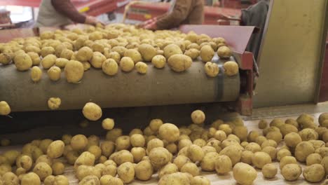 worker hands sorting potatoes in slow motion.